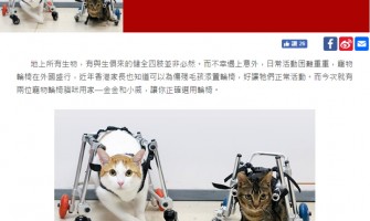 東周網 寵物輪椅 訪問